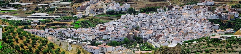 Ilustración de Algarrobo