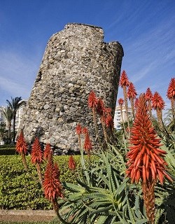 Ilustración de Algarrobo
