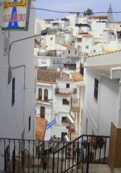Ilustración de Algarrobo