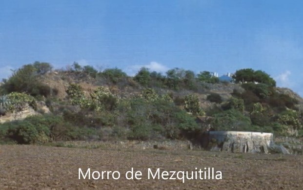 Ilustración de Algarrobo