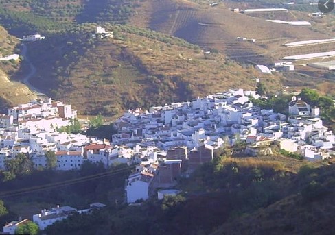 Ilustración de Algarrobo