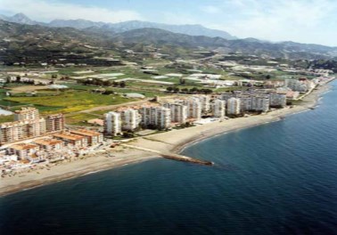 Ilustración de Algarrobo