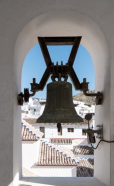 Ilustración de Algarrobo
