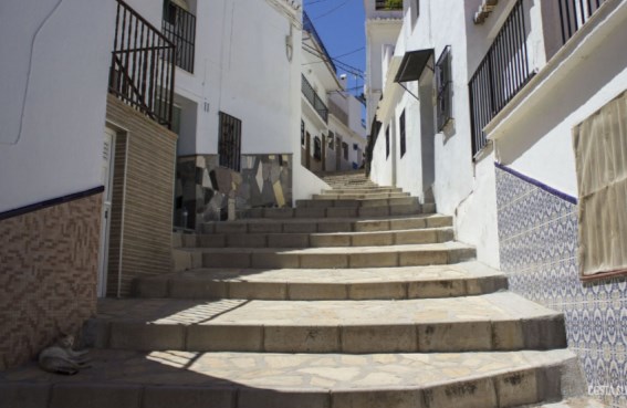 Ilustración de Algarrobo