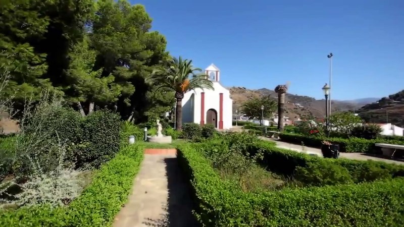 Ilustración de Algarrobo