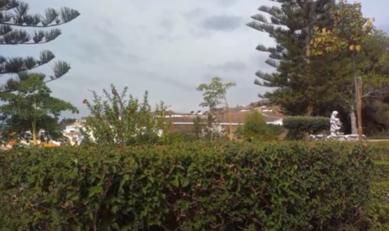 Ilustración de Algarrobo