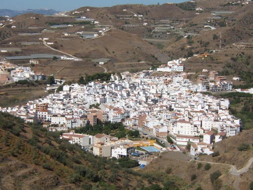 Ilustración de Algarrobo