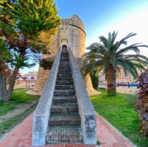 Ilustración de Algarrobo