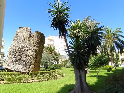 Ilustración de Algarrobo