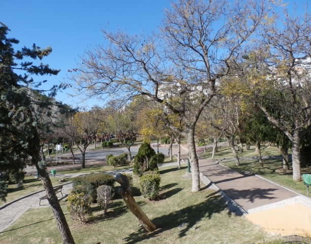 Ilustración de Algarrobo
