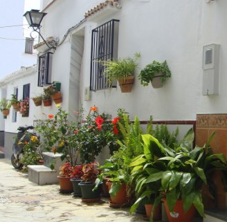 Ilustración de Algarrobo