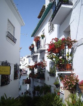 Ilustración de Algarrobo