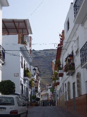 Ilustración de Algarrobo