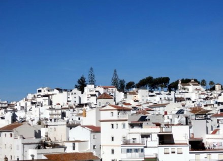 Ilustración de Algarrobo