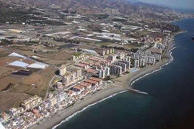 Ilustración de Algarrobo