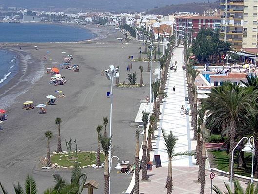 Ilustración de Algarrobo