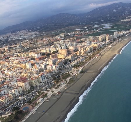 Ilustración de Algarrobo