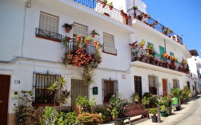 Ilustración de Algarrobo
