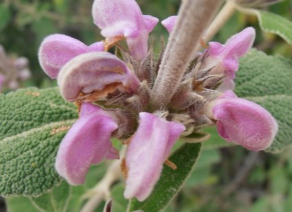 La preciosa flor del matagallo
