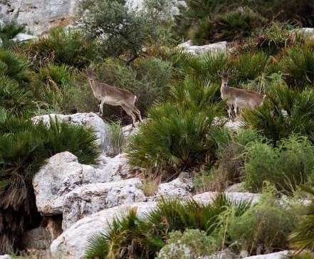 Pero, también hay “otros visitantes”, como el águila real, la cabra montés
