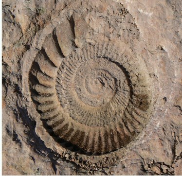 En El Torcal de Antequera también hay fósiles de Ammonites