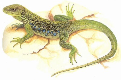 Ilustración de Benahavís