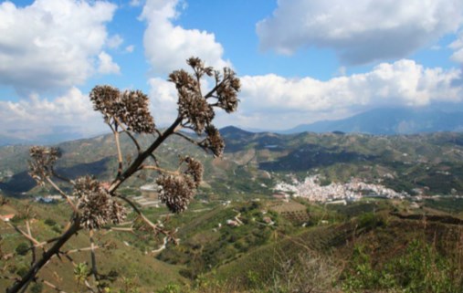 Ilustración de Benamargosa