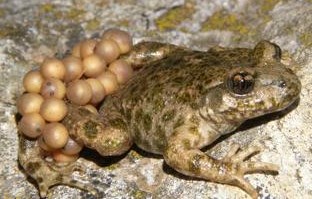Ilustración de Canillas de Aceituno