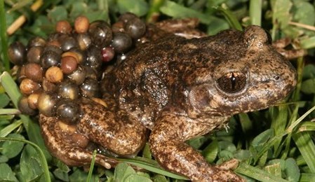 Ilustración de Canillas de Aceituno