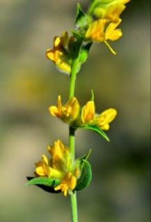 Sobre el todo rama de albaida en flor