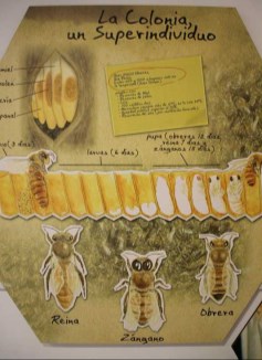 Ilustración de Colmenar