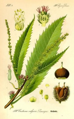 Ilustración de Serranía de Ronda