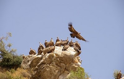 Ilustración de Serranía de Ronda