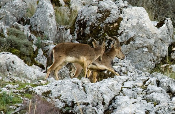 Ilustración de Serranía de Ronda