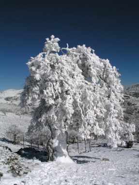 Ilustración de Sierra de las Nieves