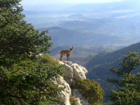 Ilustración de Sierra de las Nieves