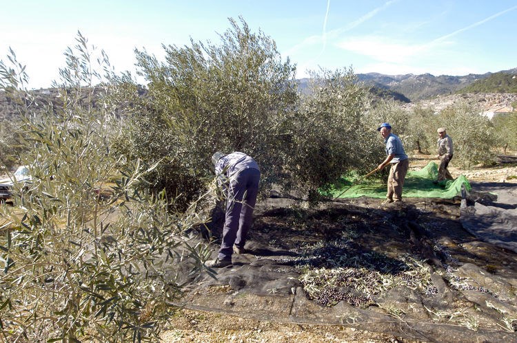 Ilustración de Sierra de las Nieves