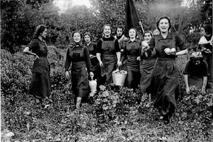 Falangistas de la Seccion Femenina Realizando Tareas Agricolas