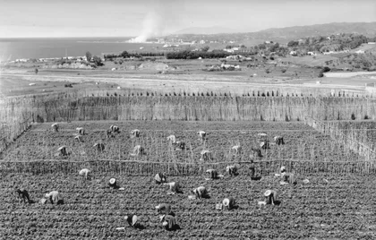 Labores Agricolas en la Estacion Experimental la Mayora del Consejo Superior de Investigaciones Cientificas