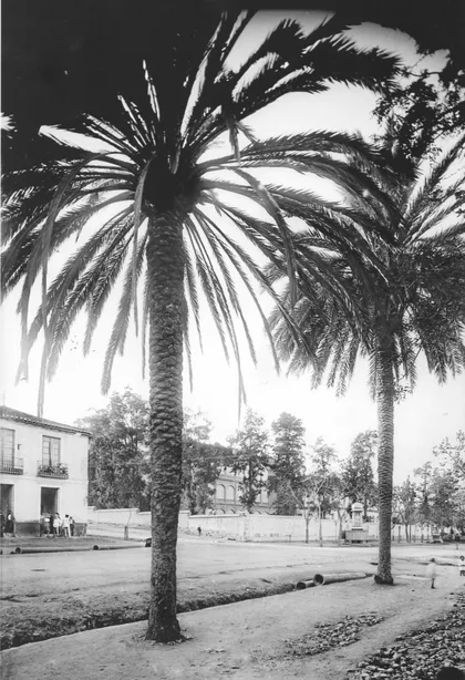 Calle Tacon