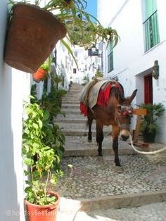 Ilustración de Frigiliana