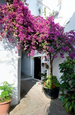Ilustración de Frigiliana