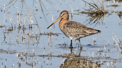 Avoceta común