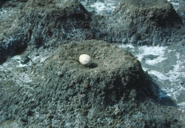 Ilustración de Fuente de Piedra