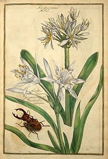 Ilustración de Manilva