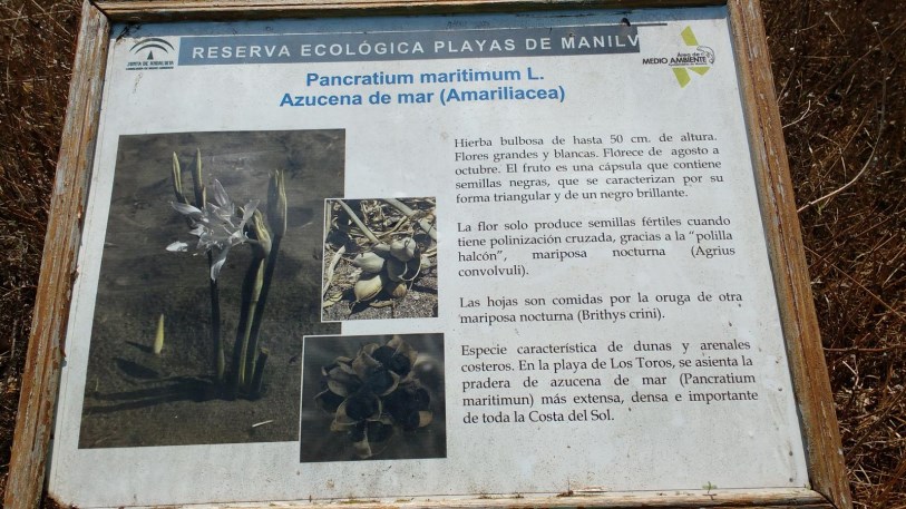 Ilustración de Manilva