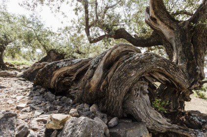 Ilustración de Periana
