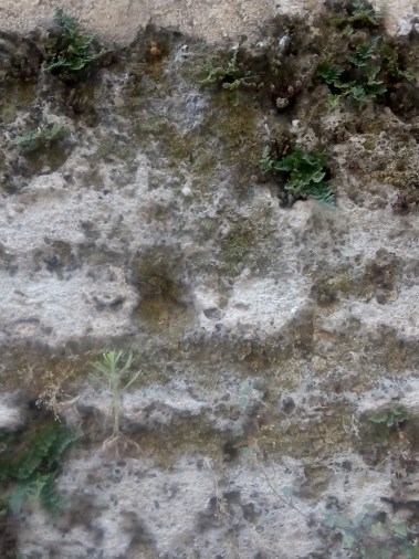 Patio de los Naranjos