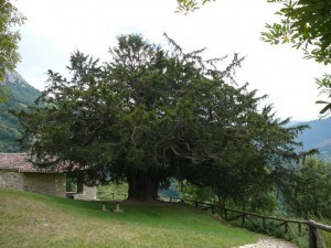 El tejo de Bermiego, en Asturias