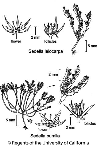 Ilustración de Sedella